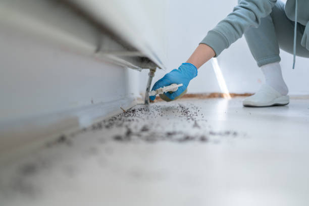 Best Local Pest Control Services  in Justice, OK